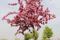 SaloneNautico_DanieleScarpa_97