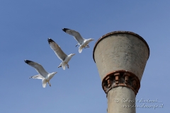 Venezia_140510_026_11_B_Daniele_Scarpa