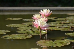 OrtoBotanico_DanieleScarpa_076_01