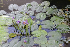 OrtoBotanico_DanieleScarpa_077